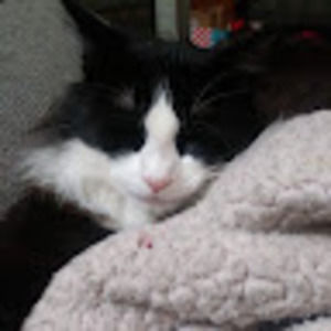 Meet your Posher, Ginger